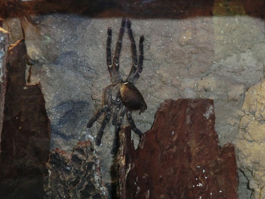 Ornamentvogelspinne Poecilotheria ornata im Zoo Wuppertal im September 2014