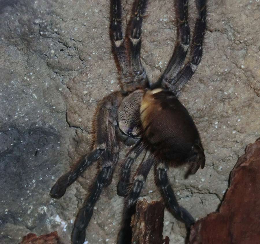 Ornamentvogelspinne Poecilotheria ornata im Wuppertaler Zoo im September 2014