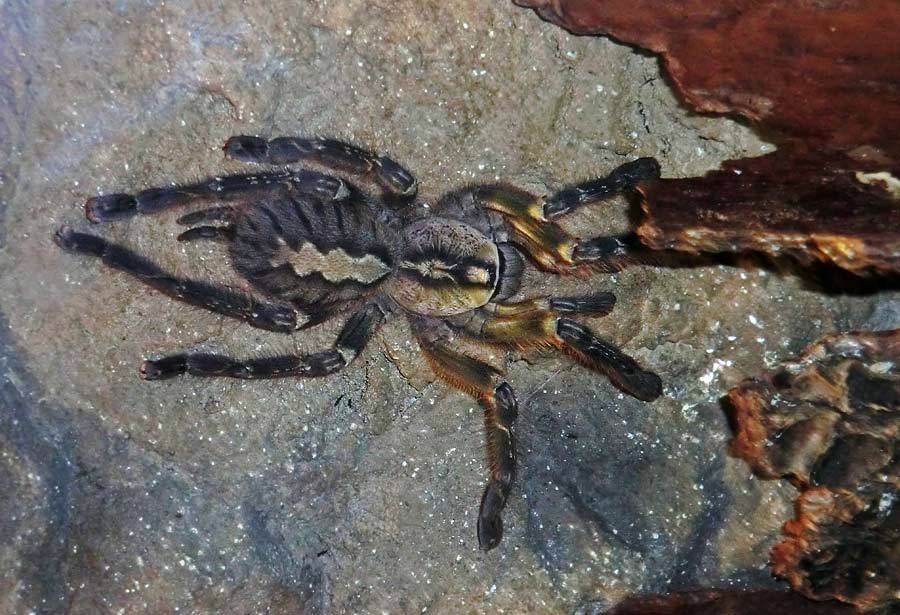 Ornamentvogelspinne Poecilotheria ornata im Zoologischen Garten Wuppertal im September 2014