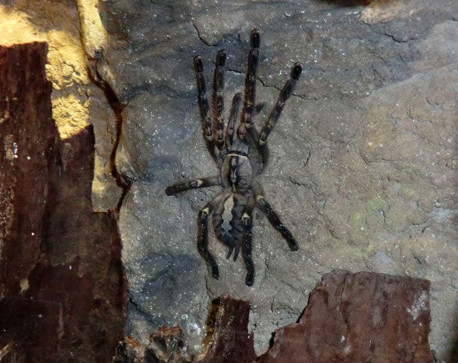 Ornamentvogelspinne Poecilotheria ornata im Zoologischen Garten Wuppertal im September 2014