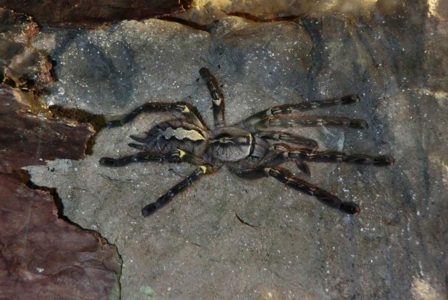 Ornamentvogelspinne Poecilotheria ornata im Wuppertaler Zoo im September 2014