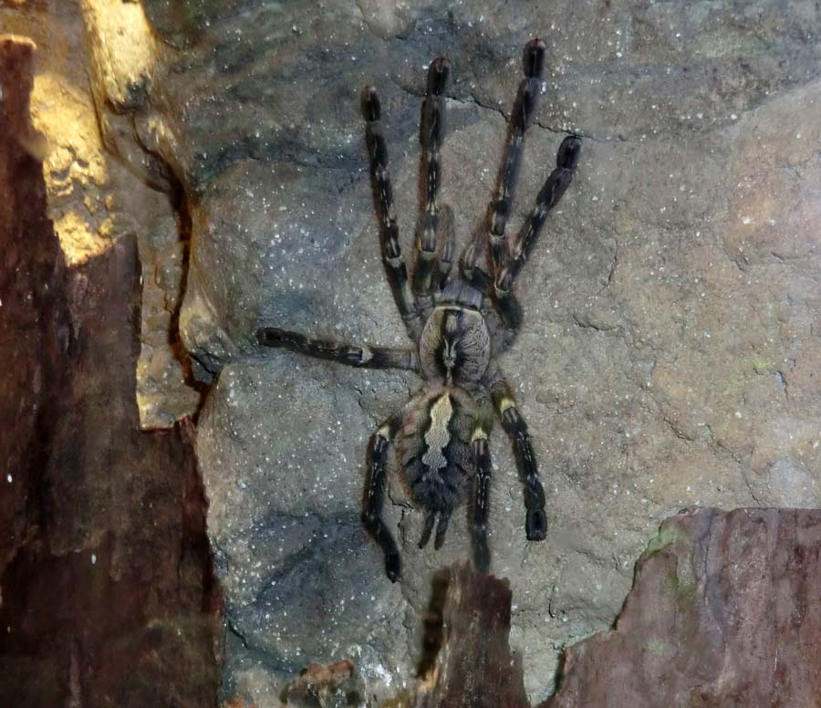 Ornamentvogelspinne Poecilotheria ornata im Zoo Wuppertal im September 2014