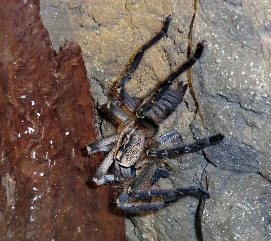 Ornamentvogelspinne Poecilotheria ornata im Wuppertaler Zoo im Oktober 2014