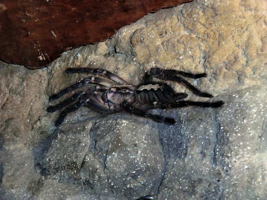 Ornamentvogelspinne Poecilotheria ornata im Zoo Wuppertal im Oktober 2014