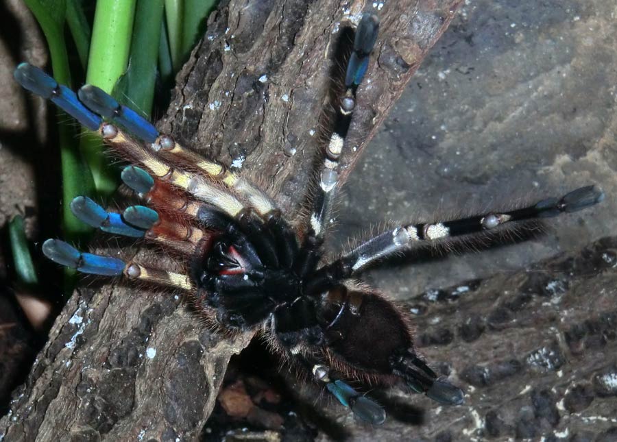 Ornamentvogelspinne Poecilotheria ornata im Zoologischen Garten Wuppertal im Oktober 2014