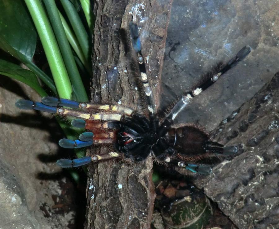 Ornamentvogelspinne Poecilotheria ornata im Wuppertaler Zoo im Oktober 2014