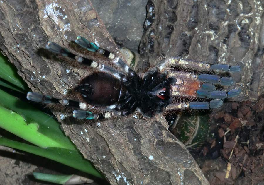 Ornamentvogelspinne Poecilotheria ornata im Wuppertaler Zoo im Oktober 2014