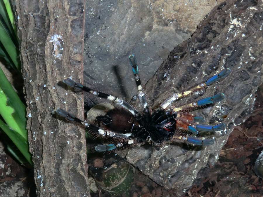 Ornamentvogelspinne Poecilotheria ornata im Zoo Wuppertal im Oktober 2014