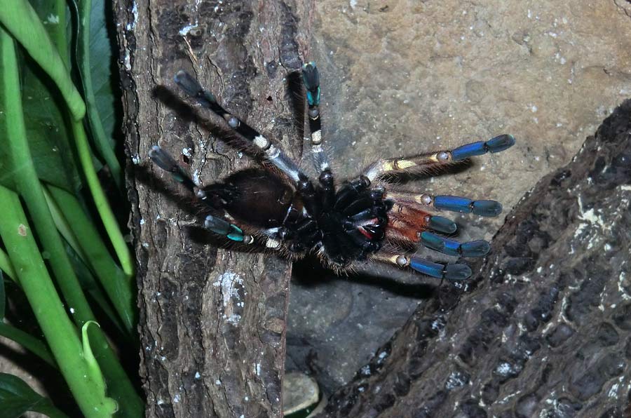 Ornamentvogelspinne Poecilotheria ornata im Zoologischen Garten Wuppertal im Oktober 2014