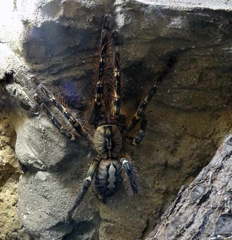 Ornamentvogelspinne Poecilotheria ornata im Wuppertaler Zoo im März 2015