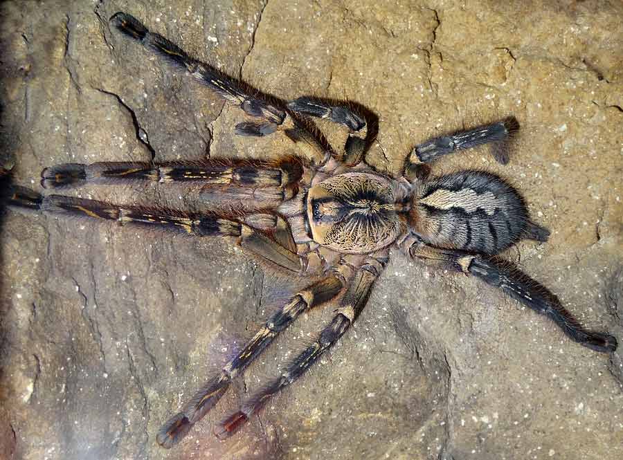 Ornamentvogelspinne Poecilotheria ornata im Zoologischen Garten Wuppertal im März 2015