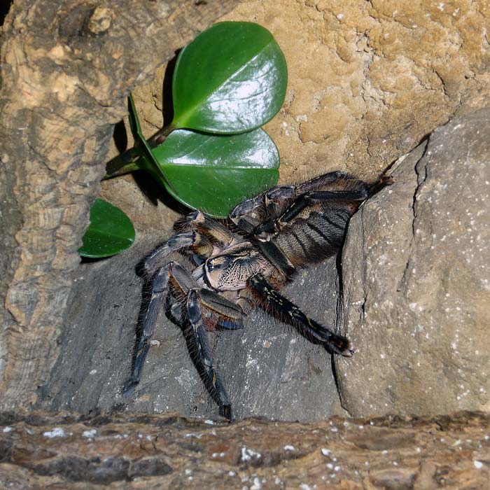 Ornamentvogelspinne Poecilotheria ornata im Wuppertaler Zoo im März 2015