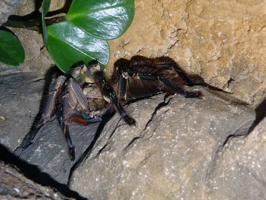 Ornamentvogelspinne Poecilotheria ornata im Zoo Wuppertal im März 2015