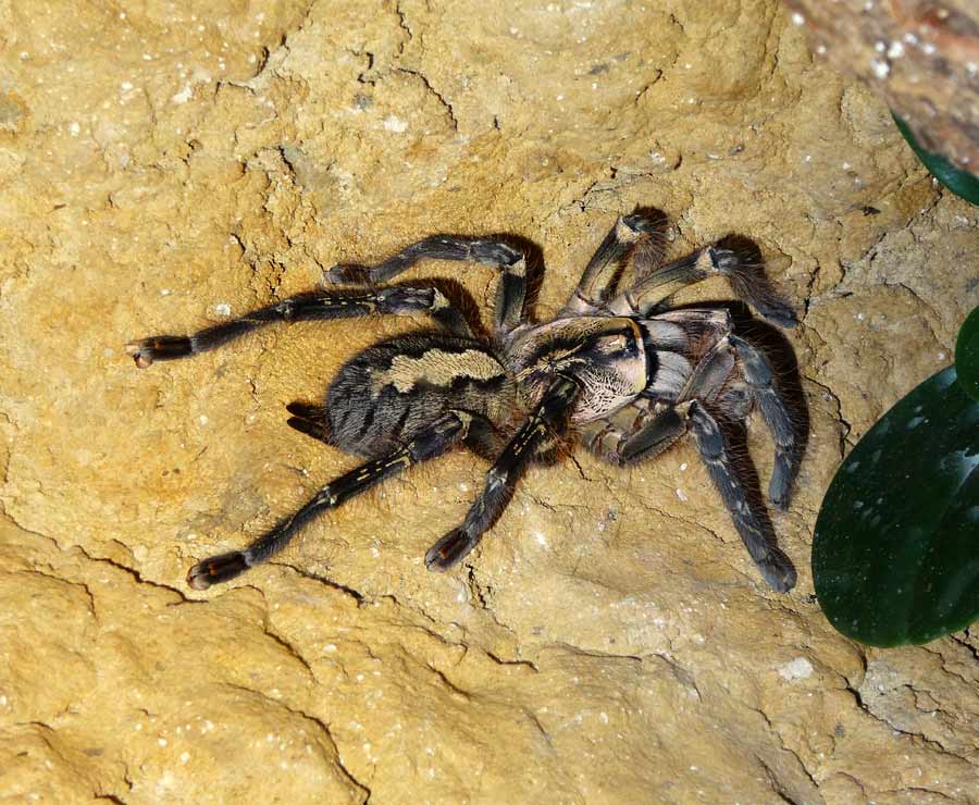 Ornamentvogelspinne Poecilotheria ornata im Wuppertaler Zoo im Oktober 2015