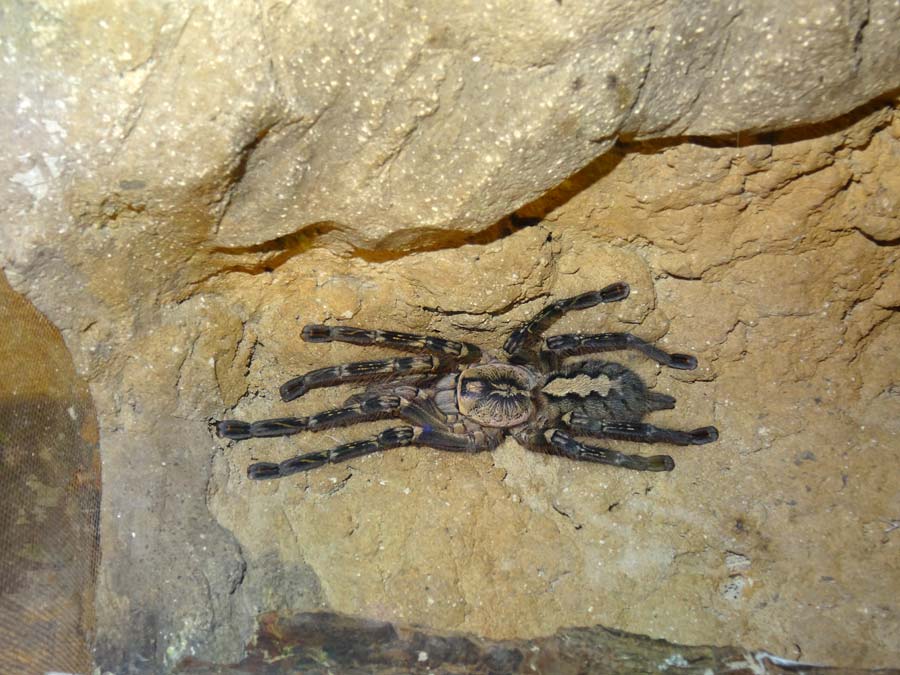 Ornamentvogelspinne Poecilotheria ornata im Zoologischen Garten Wuppertal im November 2015