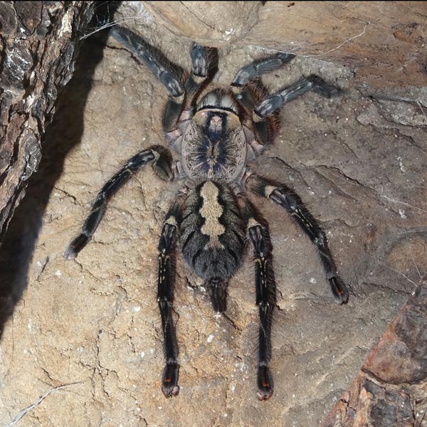 Ornamentvogelspinne Poecilotheria ornata im Wuppertaler Zoo im Mai 2016