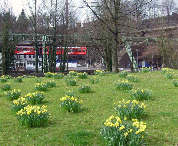 Osterglocken neben der Schwebebahn-Haltestelle Zoo/Stadion am 29. März 2008